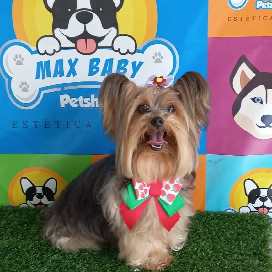 Cliente pet feliz após banho e tosa
