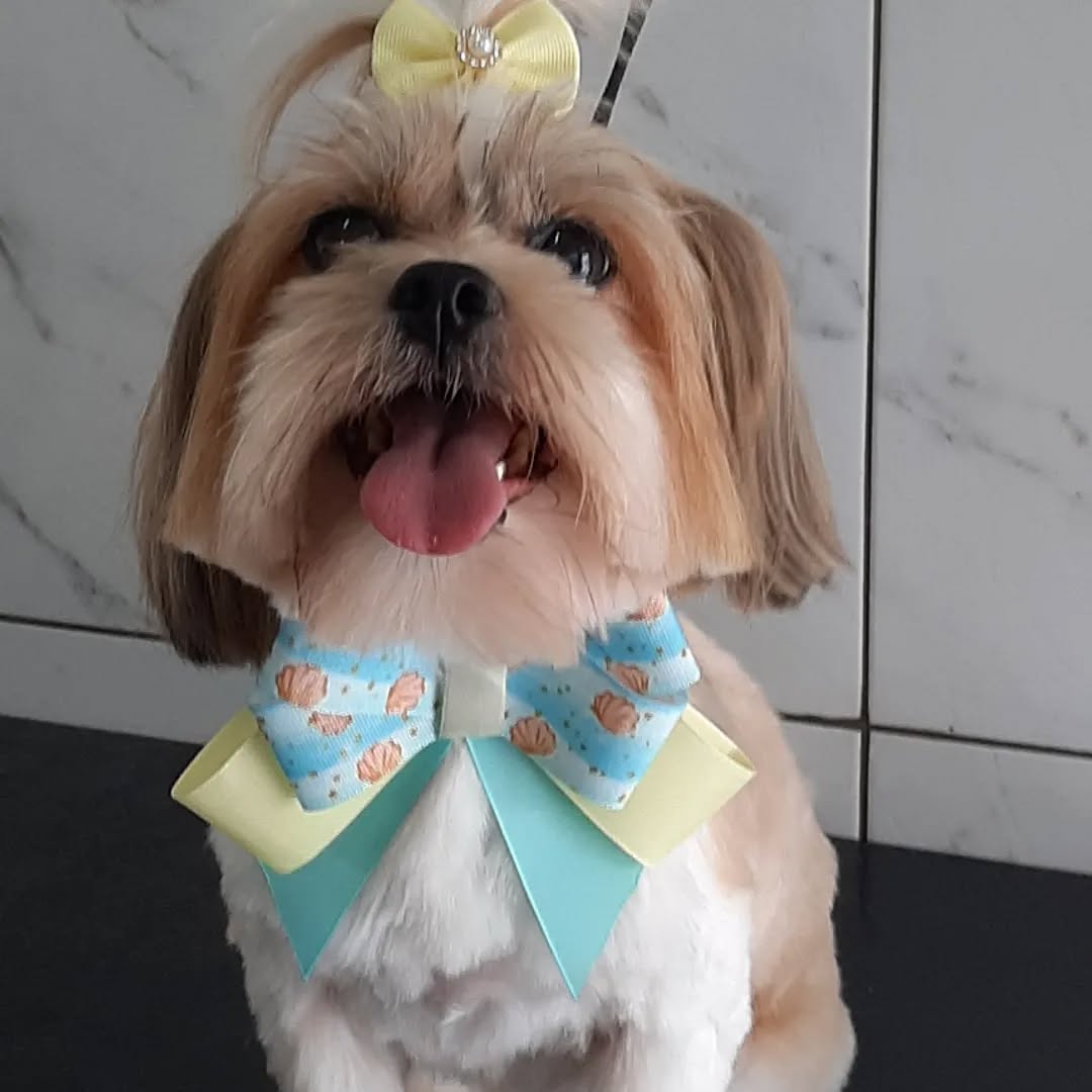 Cãozinho tosado e cheiroso