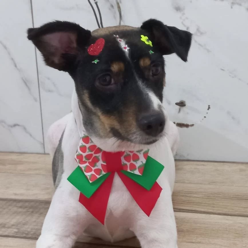 Pet fofo com gravata borboleta após atendimento