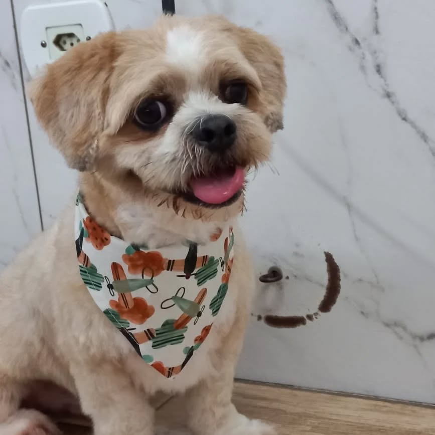 Cachorro sorridente após tosa na tesoura