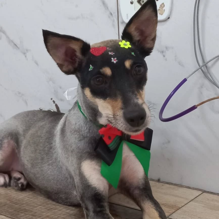 Banho relaxante para cães pequenos
