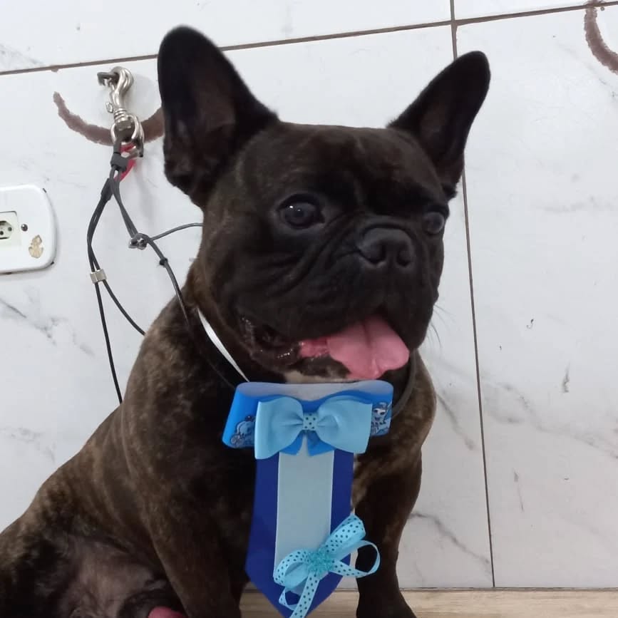 Detalhe do cuidado na secagem do pet