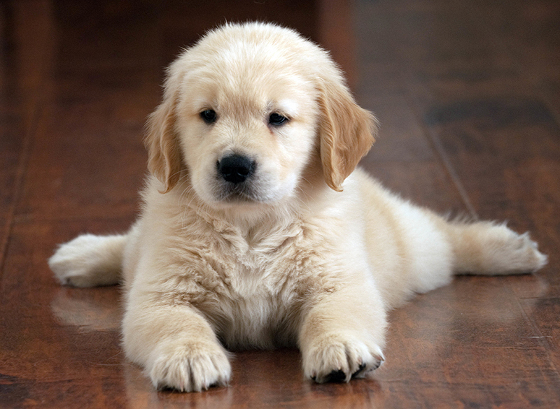 Cachorro recebendo massagem e hidratação nos pelos