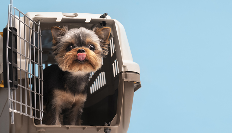 Carro do Táxi Dog transportando cachorro de forma segura